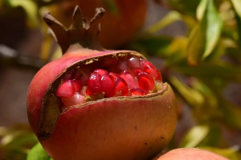 pomegranate, cute, yummy, fruit, food, vitamins, meal, healthy, punica granatum, exotic, red, pomegranate open, tasty, mediterranean, dessert, love apple, ripe, pomegranate, pomegranate, pomegranate, pomegranate, pomegranate